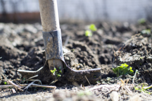 Agricultural Development