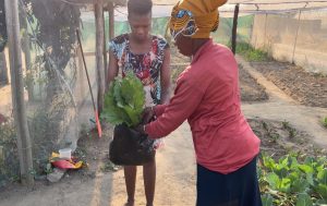 Johanna packing spinach in packet for client